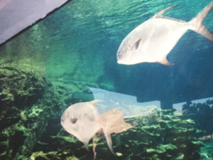 Inside the aquarium