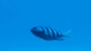 100ft underwater view from the US Coast Guard Certified Submarine
