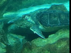 Inside the Aquarium KLCC in Malaysia