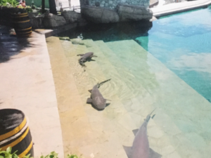 Inside the shark pool