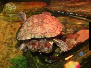 A view of a two headed turtle in the Aquaria KLCC